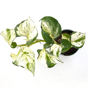 스킨답서스 오레우스 실내공기정화식물 플랜테리어 무늬식물