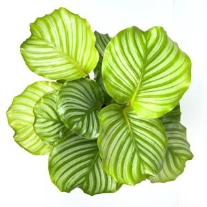 [입점특가 10%쿠폰] 칼라데아 오르비폴리아 반양지 실내공기정화식물 소형