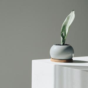 문샤인 산세베리아 청자달항아리 플랜테리어 키우기 쉬운식물