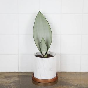 문샤인 대리석화분 세트