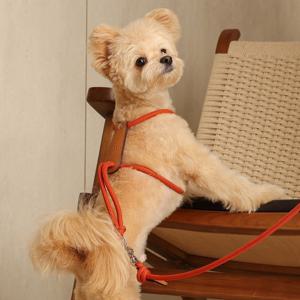 에센셜 하네스 강아지 가벼운 소형 중형 대형 산책 로프형 하네스