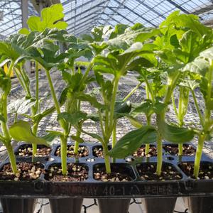 복수박 모종 키우기 5주 미니텃밭