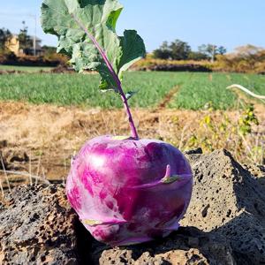 제주에서 온 콜라비 2kg 소과 외 3kg/ 5kg