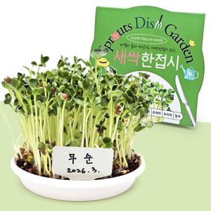 새싹 한접시 무순 키우기 씨앗 식물키트 새싹채소 키우기