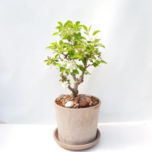 미니 애기사과나무 이태리모카토분set