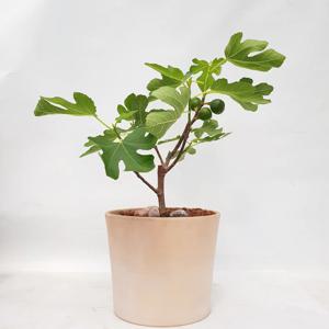 열매달린 무화과나무