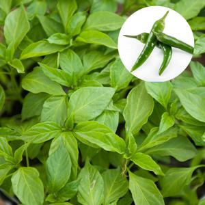 청양고추모종 3개 텃밭가꾸기 청량고추 열매채소