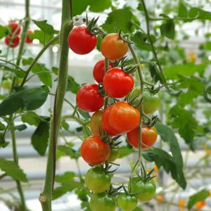 방울토마토모종 3개 채소키우기 야채 텃밭