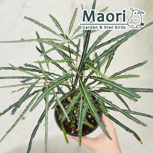 아랄리아 10cm 아라리아 아라리오 디지고데카 감성 반음지 공기정화식물 인테리어