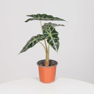 거북알로카시아 키우기쉬운 실내공기정화식물 인테리어식물 소형 모종