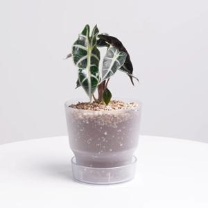 [단독] 거북알로카시아 다즐링팟 클리어 실내공기정화식물 소형