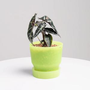 [단독] 거북알로카시아 다즐링팟 야광라임 실내공기정화식물 소형