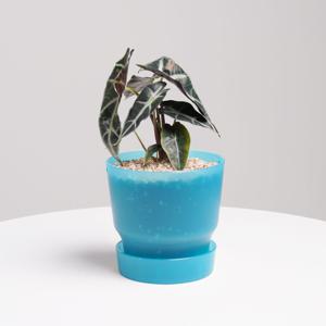 [단독] 거북알로카시아 다즐링팟 야광오션블루 실내공기정화식물 소형