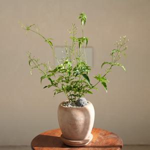 학자스민 봄꽃 늘어지는식물 집에서 키우기쉬운 화분