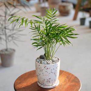 테이블야자 키우기쉬운 실내화분 공기정화 음지식물