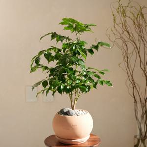 녹보수 집들이 개업 돈들어오는거실화분 식물 선물