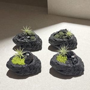 화산석 틸란드시아 오브제 공기정화 인테리어 화분