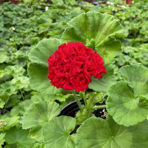 큐피트의 선물 제라늄 소형 꽃모종 페라고늄 유럽제라늄