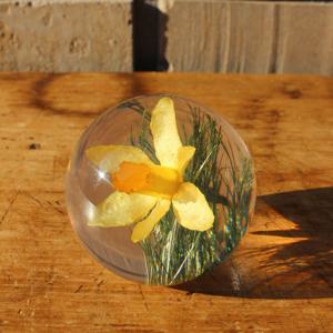 하포드 그란지 문진 (수선화) 64mm Daffodil Flower