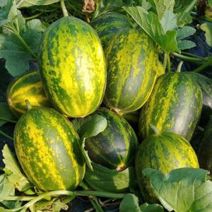 고당도 성산 개구리멜론 파파야메론