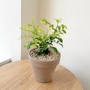 오렌지자스민 향기 꽃 열매 플랜테리어 이태리토분 소형 개업화분 집들이