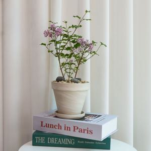 미스김 라일락 꽃말:첫사랑 