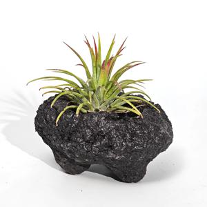 실내공기정화식물 틸란드시아 이오난사 현무암화분 세트