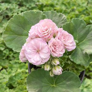 유미뉴엣 제라늄 소형 꽃모종 페라고늄 유럽제라늄