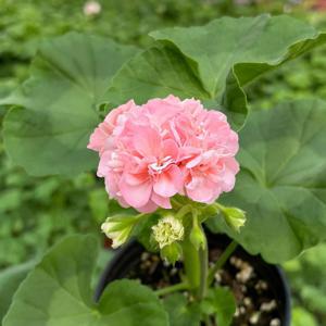 포유 제라늄 소형 꽃모종 페라고늄 유럽제라늄