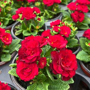 발레리나 발렌타인 앵초 소형 꽃모종 야생화 봄꽃 인테리어 식물