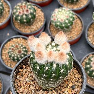 작약환 선인장 소형 꽃선인장 다육식물