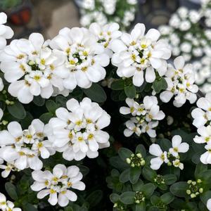 이베리스 중형 꽃모종 야생화 화초키우기 화단가꾸기