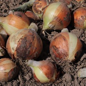 [산지직송] 풍미좋고 맛있는 의성 저장 양파 5kg 실중량 외 10kg 골라담기