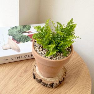 보스톤고사리 실내공기정화식물 이태리토분 플랜테리어 보스턴 키우기쉬운