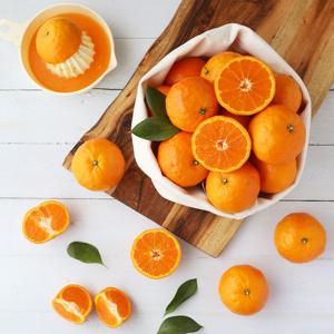 [산지직송] 오렌지향 듬뿍 제주 고당도 카라향 2kg 3kg 5kg