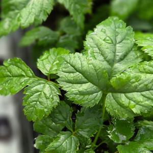 눈개승마 모종 삼나물 약초류 채소모종 키우기