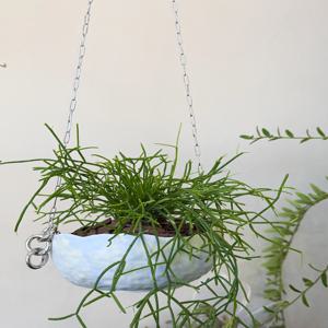 풀스럽 카스타립살리스 아스파라거스 수아베올렌스 수제팟