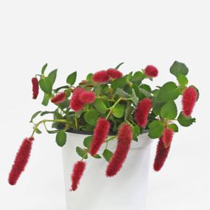 붉은 여우꼬리풀 12호 꽃모종 섬사초 붉은줄나무