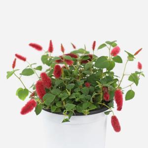 붉은 여우꼬리풀 중형 꽃모종 섬사초 붉은줄나무