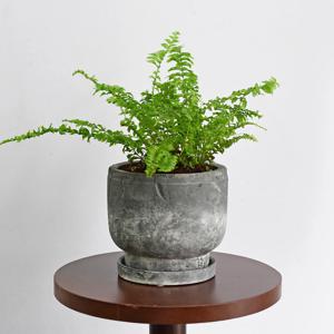 보스턴 고사리_그리너리 식재세트 공기정화식물