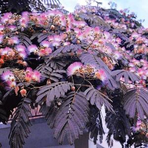 자귀나무 썸머초콜릿 조직배양묘 자엽 여름꽃