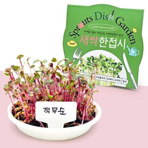새싹 한접시 적무 키우기 씨앗 식물키트 새싹채소 키우기