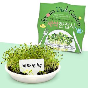 새싹 한접시 비타민싹 키우기 씨앗 식물키트 새싹채소 키우기