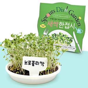 새싹 한접시 브로콜리싹 키우기 씨앗 식물키트 새싹채소 키우기