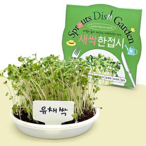 새싹 한접시 유채싹 키우기 씨앗 식물키트 새싹채소 키우기