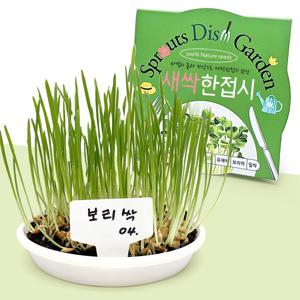 새싹 한접시 새싹보리 보리싹 키우기 씨앗 식물키트 새싹채소 키우기