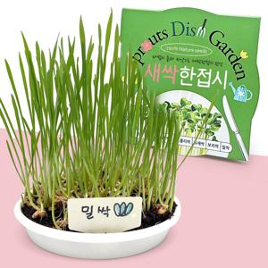 새싹 한접시 밀싹 키우기 씨앗 식물키트 새싹채소 키우기