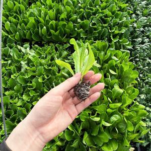 담배상추 모종 12개 상추모종 텃밭 채소키우기 쌈채소