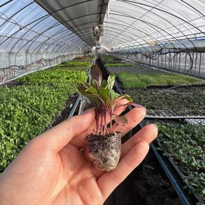 루꼴라 모종 로켓샐러드 야채 채소모종 키우기