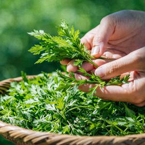 거문도 해풍쑥 어린쑥 생쑥 제철쑥 봄쑥 국내산 향진한 쑥국 쑥떡용